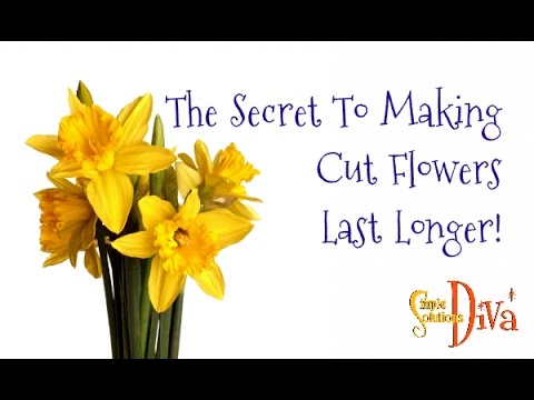 The Secret To Making Cut Flowers Last Longer! The Secret To Making Cut Flowers Last Longer!