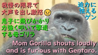 母ゲンキ、遂に大声で叫び激怒！迫力に怯えるゲンを強く叩いて撃退するママニシゴリラ♪【京都市動物園 2023/6/8公開】