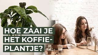 Hoe zaai je het Koffieplantje?