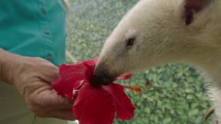 Baby Tamandua Melts Hearts