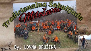 Lov na Šakala / 🌿 Tradicionalna šakalijada u Miloševcu /  by: @lovnadruzina  🌿