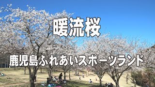 鹿児島ふれあいスポーツランドの暖流桜