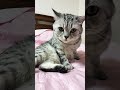 В первый раз целовались смехопанорама юмор кривоезеркало приколыскотами cat смешнойкот котик