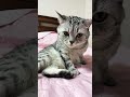 В первый раз целовались смехопанорама юмор кривоезеркало приколыскотами cat смешнойкот котик