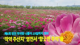 [전국매일신문] '작약 주산지' 영천서 '향긋한 추억'을