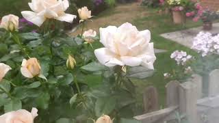 Rosa Chandos Beauty 29.06