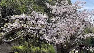 道後公園 桜 満開 2022年4月