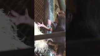 Baby Chimpanzee Crying as Big Sister Runs Off With Him !! #shorts