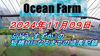 すずか（ぶどう）１年目の短梢Ｈになるまでの成長記録