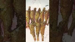 #পোয়া ভোলা মাছ রান্না রেসিপি#poa vola fish ranna recipe #viralshort #youtube 💕💕💕