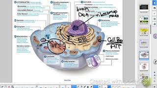 HBio Ch 3 Review Cell Structure and Function