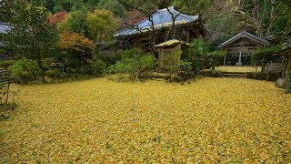 銀杏黄落図　Beautiful fallen leaves of ginkgo　奈良・戒長寺　イチョウの絨毯　癒しの風景