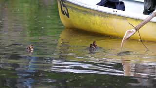 [4K] オシドリの雛たちはボートが好き　Mandarin duck chicks like boats