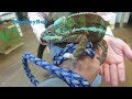 capuchin monkey meets a panther chameleon