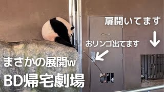 【爆笑w】7歳初日の帰宅劇も最高😂お誕生日のお姉さんパンダ 結浜🐼