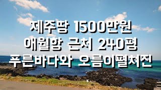 제주도땅1500만원 토지240평 애월항옆! 제주 푸른바다 가까이 숲속 오두막을