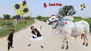 Eid Cow Last Day \u0026 Kite Flying Challenges