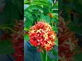 shorts how to propagate ixora plant সহজ উপায়ে কিভাবে আপনি রঙ্গন গাছের যত্ন করবেন youtube shorts