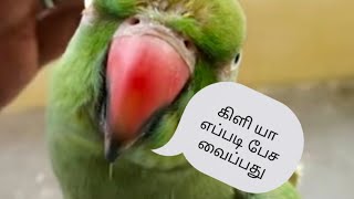 கிளி எப்படி வளர்ப்பது..பேச வைப்பது ...மீட்டு💚🦜talking perrot meetu