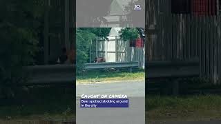 Bear Casually Strolls Through Roanoke City
