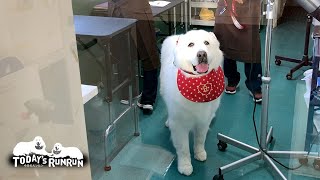 シャンプーして真っ白になり山の家に帰る準備ができたルンルンです　Great Pyrenees　グレートピレニーズ