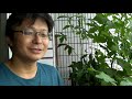 gogreen.tw「阿德的魚 菜共生 aquaponics 養魚兼種菜」專訪