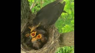 Mother’s love (आमाको माया)