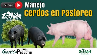 🟢 Como manejar cerdos en pastoreo (Cría de cerdos a campo abierto)