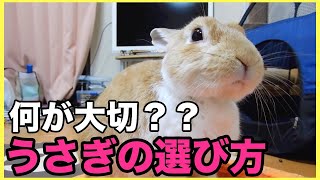 【初心者向け】うさぎの選び方を簡単にリアル飼い主が解説！