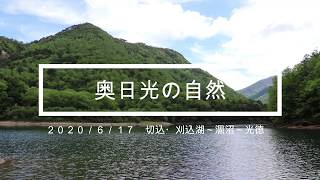 【奥日光一分自然情報】2020年6月17日　切込・刈込湖～涸沼～光徳