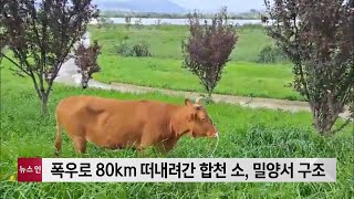 폭우로 80km 떠내려간 합천 소, 밀양에서 구조