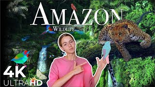 Amazon Rainforest  Relaxation 4K