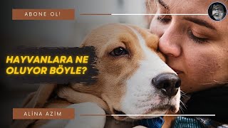 Hayvanlara Ne Oluyor Böyle?