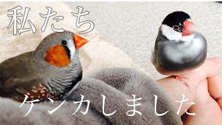 文鳥とキンカチョウ、ケンカする。さてどうなった？（カンちゃんサクちゃん）