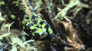 marbled newts (Triturus marmoratus)