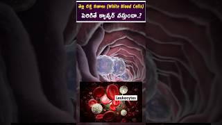 తెల్ల రక్త కణాలు (white blood cells)  పెరిగితే క్యాన్సర్  వస్తుందా | #hematologist | Dr. Chandrasekh