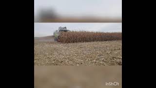 Жнива 2021. Кукурудза: йдем на рекорд. Corn harvest#жнива #lexion #agriculture #agro #corn #кукуруза