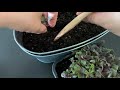 【 transplanting purple basil 】紫バジルの植え付け