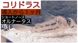 【コリドラス】導入から1ヶ月　少し伸びた気がします・・　ショートノーズオルナータス