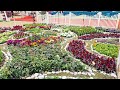 ডিসি পার্কে ১৩৬ প্রজাতির বাহারি ফুল cvoice24 chattogram dc park flowers