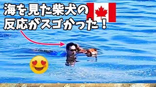 What happens when our Shiba Inu dog sees ocean in Canada ♪ Funny Reaction