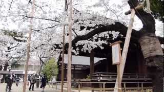 靖国神社と桜