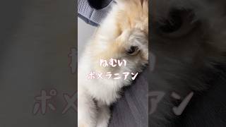 うとうとするポメラニアン #犬 #pomeranian #ポメラニアン #もふもふ #癒し #眠い #リラックス #急上昇 #愛犬 #dog