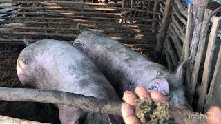 เลี้ยงหมูสูตรลดต้นทุนใช้แหนแดงผสมอาหารสูตรเจ๊รัตนาเจ้าเก่า