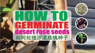 沙漠玫瑰种子如何发芽 |how to germinate adenium seeds using tissue | how to germinate adenium seeds |沙漠玫瑰種子如何發芽