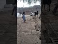 very amazing funy shortsvideo