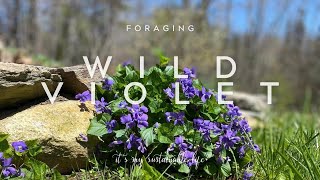 Foraging Wild Violets   How To Identify And Use