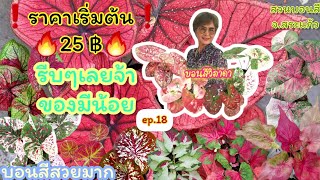 🔥ราคาถูกเหมือนเดิม🔥เริ่ม25฿ สายสะสมมาเลยจ้า❗️❗️ep.18บอนสีวิภาดา