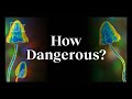 The real risks of psychedelics, explained by an expert | Dr. Matthew Johnson