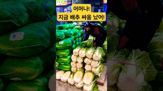 지금 배추 싸움 났어! 얼마? #food #시장 #폭락 #물가 #배추 #김치 #반찬